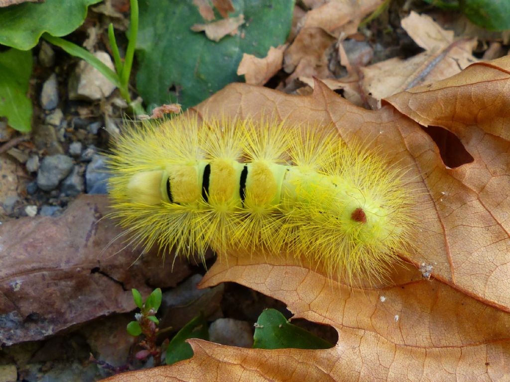 Bruco da determinare - Calliteara pudibunda, Erebidae Lymantriinae